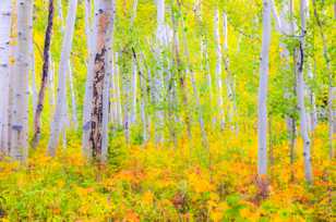 Aspen forest mellow-1741 Aspen forest mellow-1741
